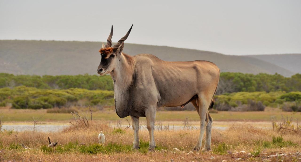 De Hoop Nature Reserve De Hoop Collection - Campsite Rondawels מראה חיצוני תמונה